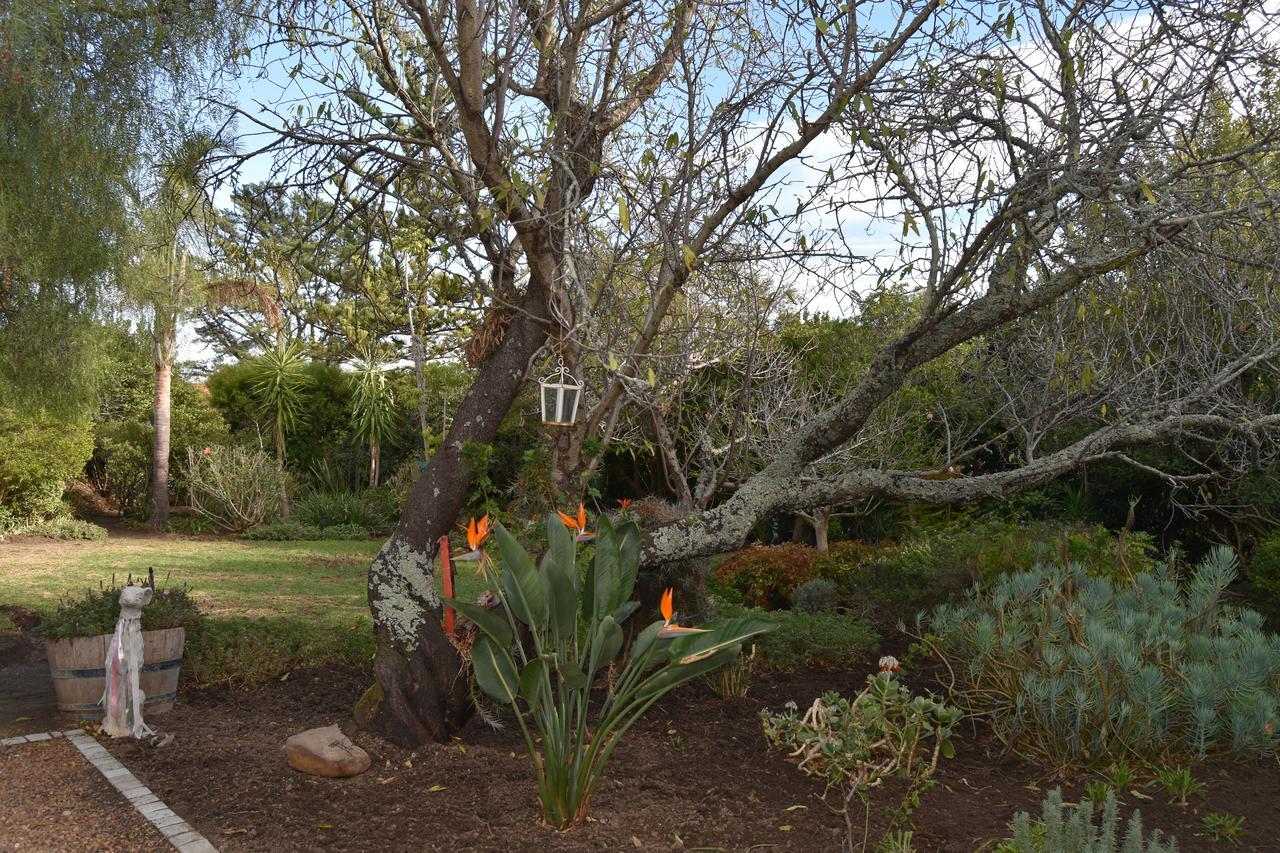 Almond Cottage Bed & Breakfast Somerset West Exterior photo